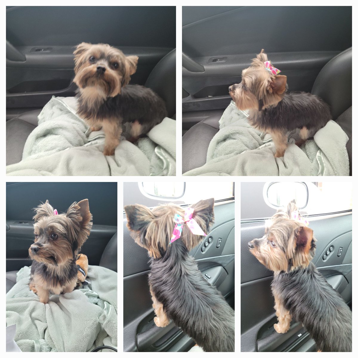 WaltersCathy's tweet photo. Izzy after a haircut. #IzzysWorld #TinyDiva https://t.co/U9QhW6eWx0