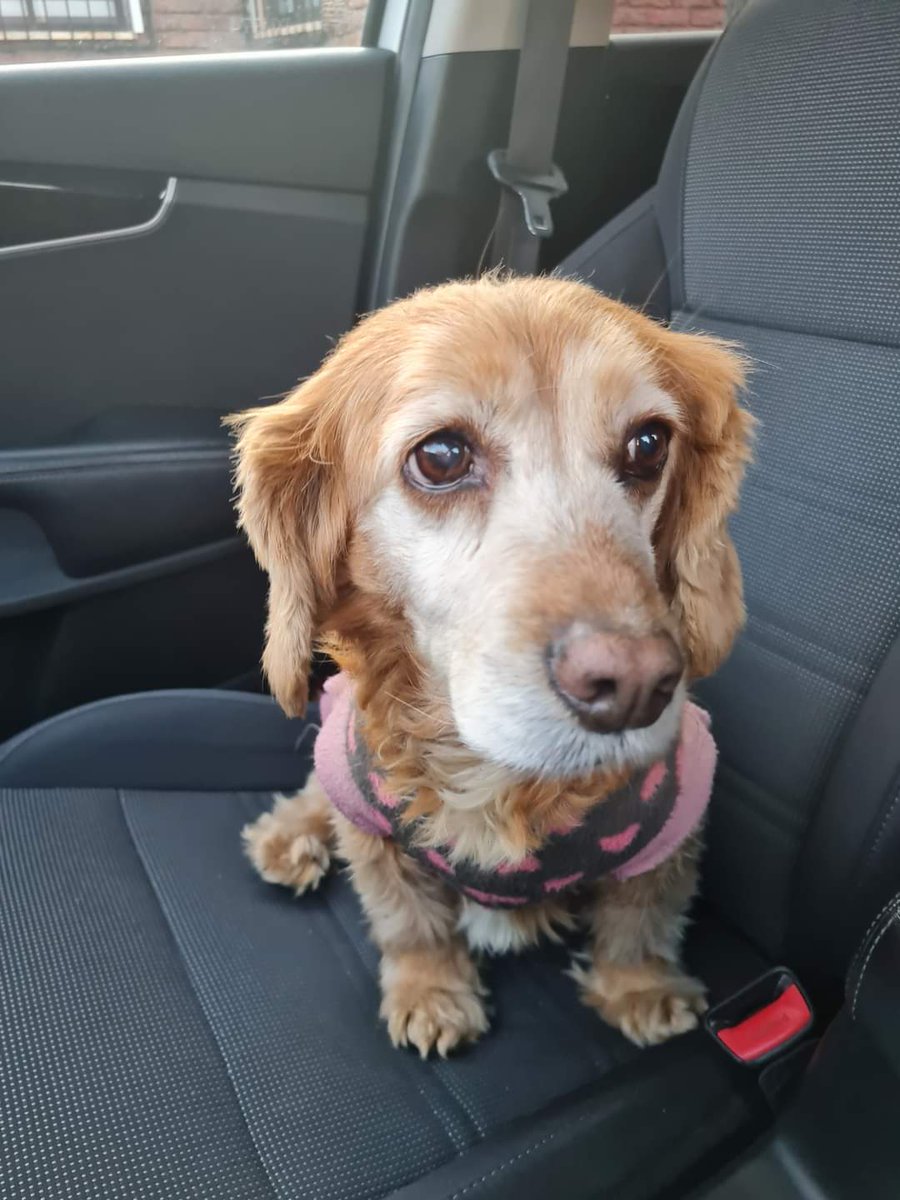 puppygorgorita7's tweet photo. Perrita encontrada hoy en Geronimo de Alderete con Avda. La Florida, cocker viejita, muy asustada, se nota q busca a alguien. Porfa difundir 🙏 si la reconocen me avisan para contactar a quien la encontró #LaFlorida https://t.co/I0fBagJg2K