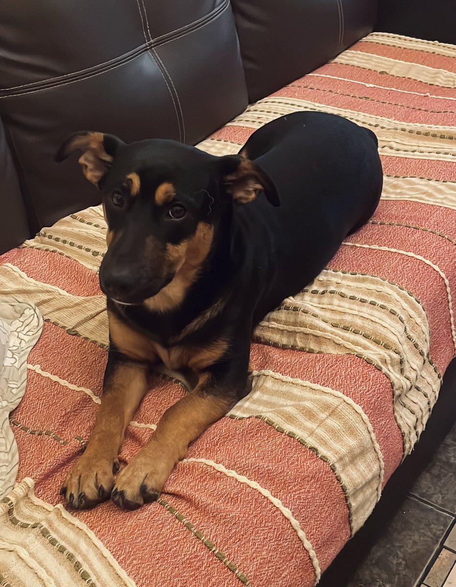 noabandonen_uy's tweet photo. Acá les dejamos una foto de Billy bebé❤️
Que tengan buenas noches🌙🐾 https://t.co/3JWISgx4ic