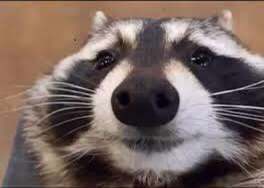 sltxoka's tweet photo. Who just loves raccoons🦝? https://t.co/dciupVTEMy