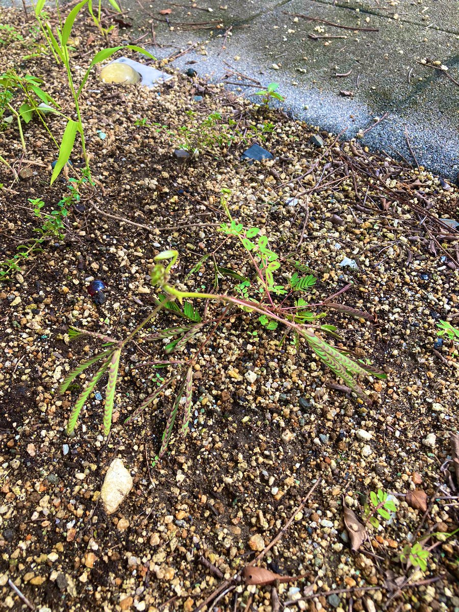 オジギソウ。
お花咲くの楽しみかも〜
良い週末をお過ごしください(*´ー｀*)