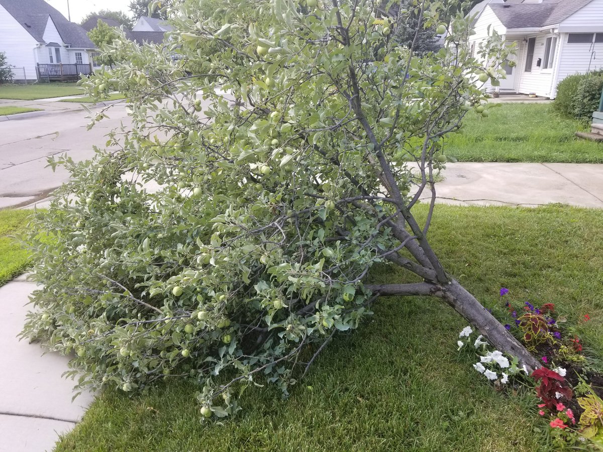 JMVanHornAuthor's tweet photo. Not sure if this is a good way to start the weekend. Shame too since it appeared the codling moths were under control.

#appletree #newweekendplans #mothernature #codlingmoth https://t.co/NhRSD3cKia
