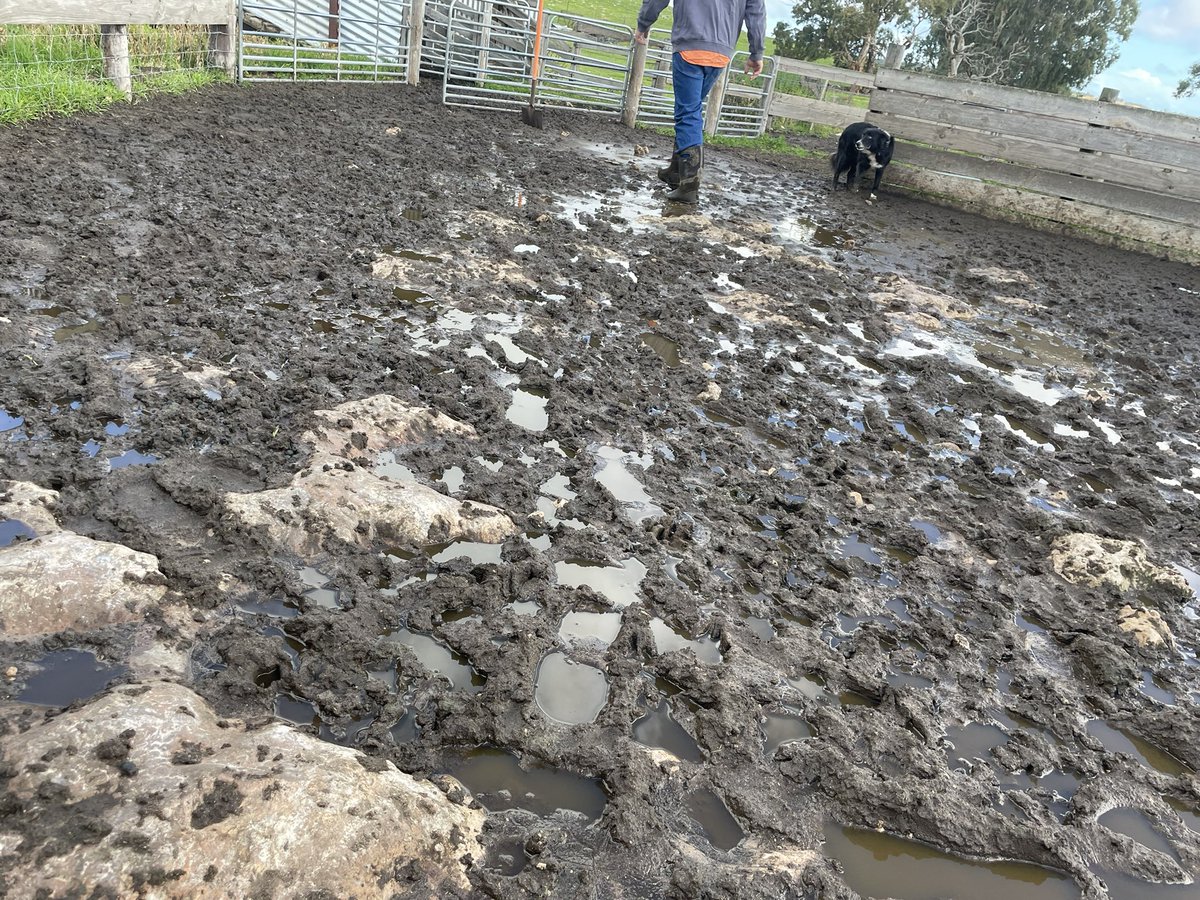 Danielle Lannin England tweet media