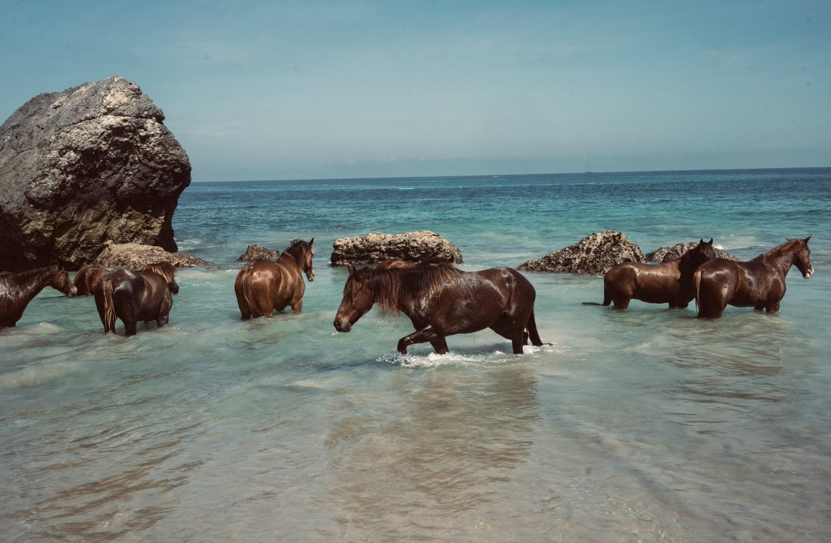 YStrizh's tweet photo. week trip to the sumba. 
wild and natural. 
filmed beauty
#NFTartists #ystrizh https://t.co/txcyWY5cBr