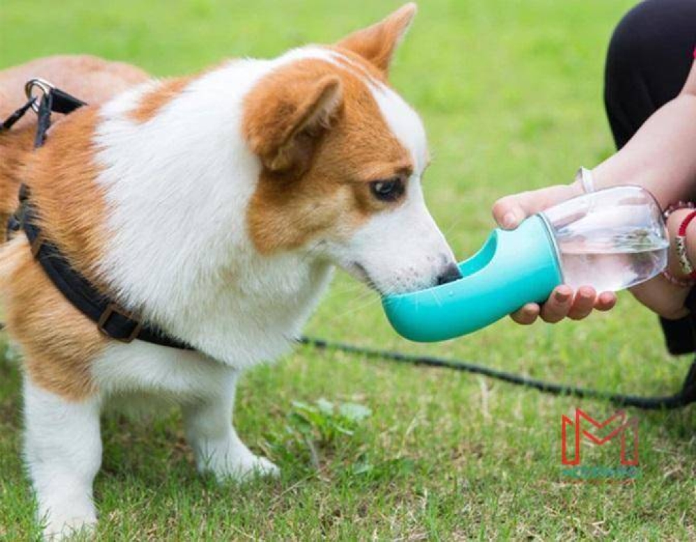 modernyo's tweet photo. Like and share this pure awesomeness!  #Dog #Carnivore #Dogbreed #Plant #Gesture #Grass #Companiondog #Fawn #Collar #Plasticbottle https://t.co/Zposrx8SzL modernyo #automotive https://t.co/1kJSdioKoC