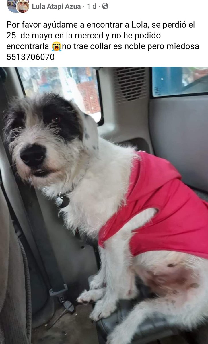 LicAnimalista's tweet photo. Se busca ... https://t.co/zFBhIEILyi