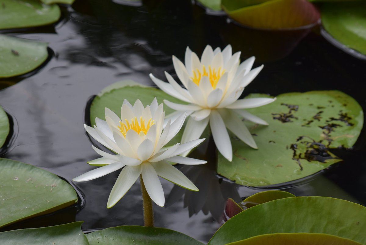 一般社団法人文京区観光協会 Bunkyo Kanko Twitter