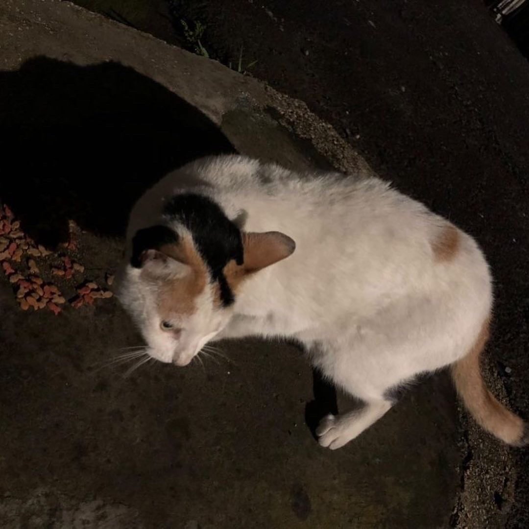 Necesito que me ayuden. Esta gatita está en Desampa, está embarazada y anda intentando meterse a las casas :( seguro para hacer nidito e irse preparando para tener a los gatitos. Necesitamos alguien que le de casa cuna para que pueda tener a los bebés en un lugar seguro
RT PORFA