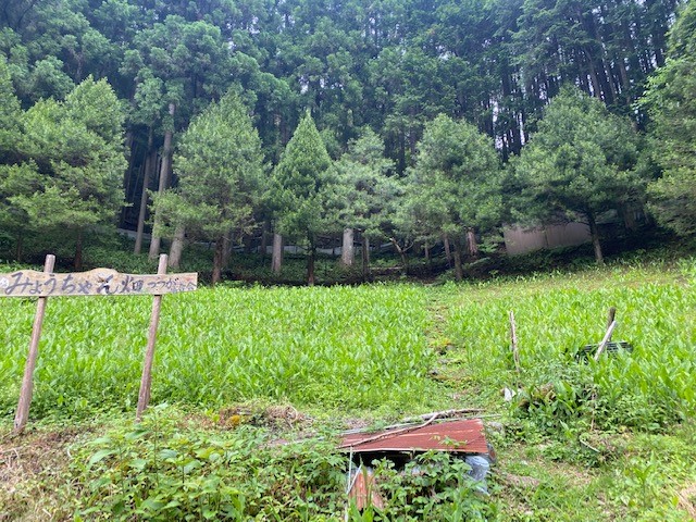 OsakaVolunteer's tweet photo. \ #援農 /ミョウガの収穫と選別🧤
高野山の麓、川沿いに広がる大自然の恵み豊かな場所で行います!
日時:8/20(土) 9:00-15:30頃
場所:和歌山県高野町上筒香(最寄:南海高野線「橋本」)
募集先:全国農協観光協会
詳細
☞ https://t.co/YeDPpR7syf
#K134 #和歌山 https://t.co/K2p5rwGjUF