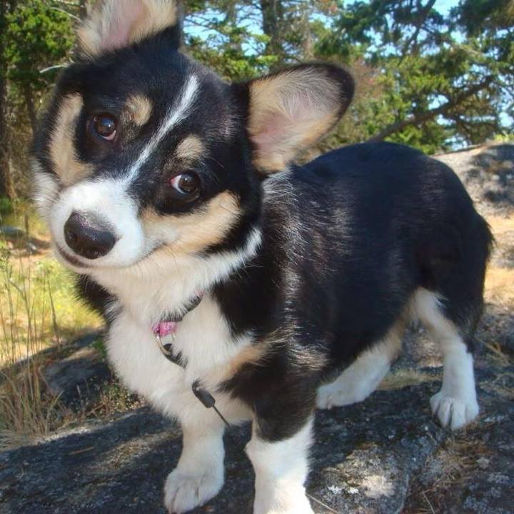 KatQuickstad's tweet photo. @AdamParkhomenko Ziva the Corgi! https://t.co/7Z1k70Vzlr