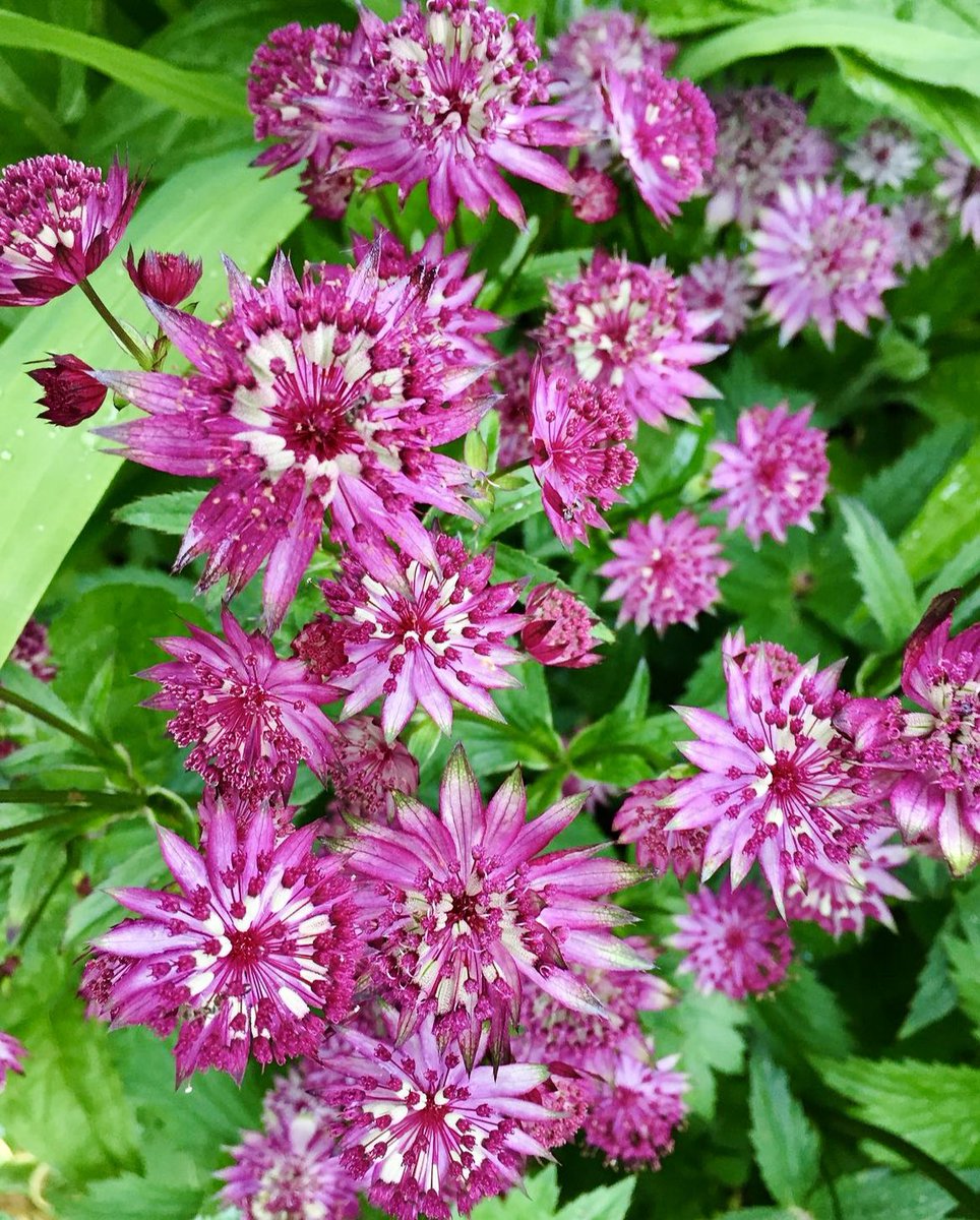 krishnaveechika's tweet photo. Beautiful flowers #flowers #beautiful #beautifulflowers #pink #blue #colorful #cheer #flowergarden #gardening #garden #nature #naturephotography #photography #flowerphotography #travel #throwback #love #telugu #naturelover #lotus #japan https://t.co/n0vQECQOaE