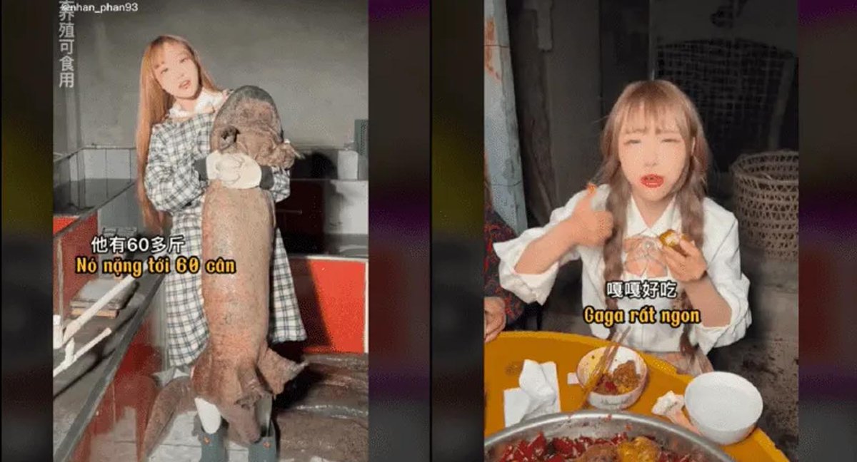 ProyectoPuente's tweet photo. Investigan a influencer china que comió tiburón en peligro de extinción; enfrentaría hasta 10 años de cárcel - https://t.co/2tlwzedao9 https://t.co/qqLQler1WI