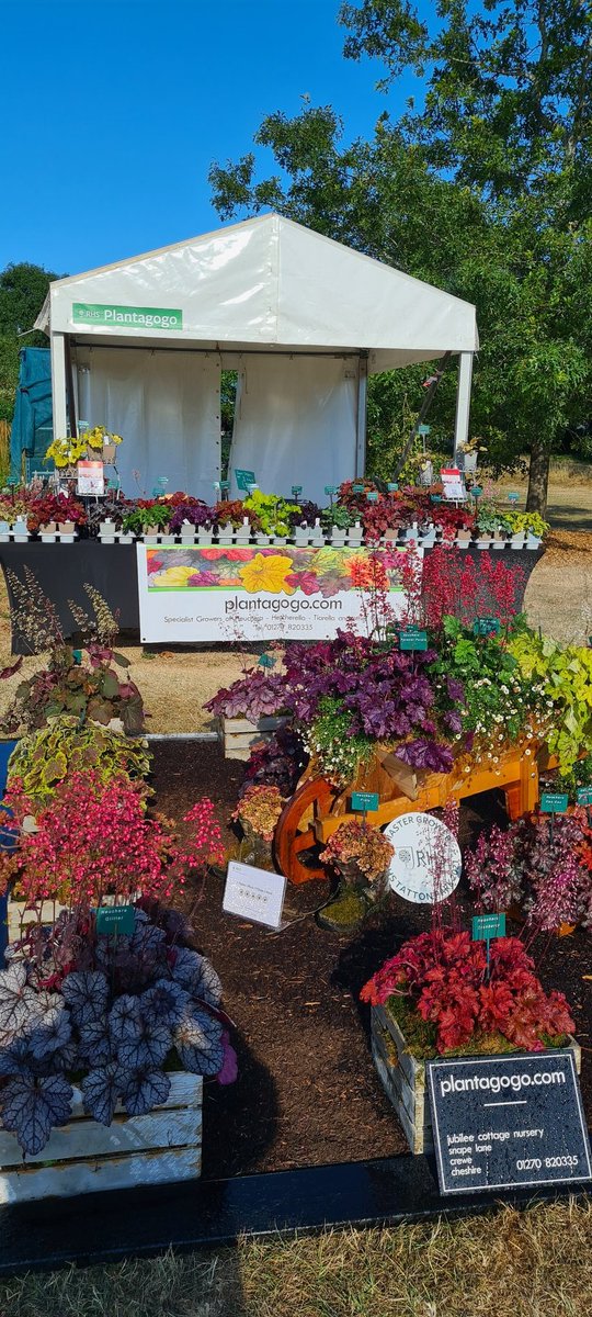 plantagogo's tweet photo. RHS Hyde hall yesterday π
Its a lovely show, with great gardens πΈπΌπ»π
Come & say hello, maybe take home a pretty Heuchera or Heucherella.
Have a great weekend π
https://t.co/KnoaBt8085
#Rhs
#Heuchera
#Heucherella
#evergreenplants
#RhsMasterGrower
#plantsforshade https://t.co/DhcFrfPPCN