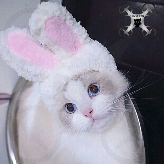 KimiKimJu's tweet photo. ~°••°~Accessories lucu &amp; gemas untuk kucing, anjing, monyet dll.~°••°~

A thread- https://t.co/OyqYi6EFnx