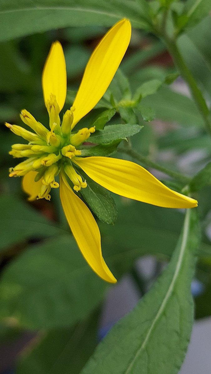 yzbekO's tweet photo. 🌼 ハチミツソウ 🌼
ちょっと変わった花 ♪
黄色の頭状花序で ♪♪
花びらが目立つ♪♪♪
・
こぼれ種で ♪
よく増える ♪♪
蜜蜂よ来い ♪♪♪
・
#花 #flower
#ハチミツソウ
#蜂蜜草
#VerbesinaAlternifolia
#キク科ハチミツソウ属
#Wingstem
#養蜂の蜜源植物
#flowerphoto
#macrophoto https://t.co/uPRKDdQSO3