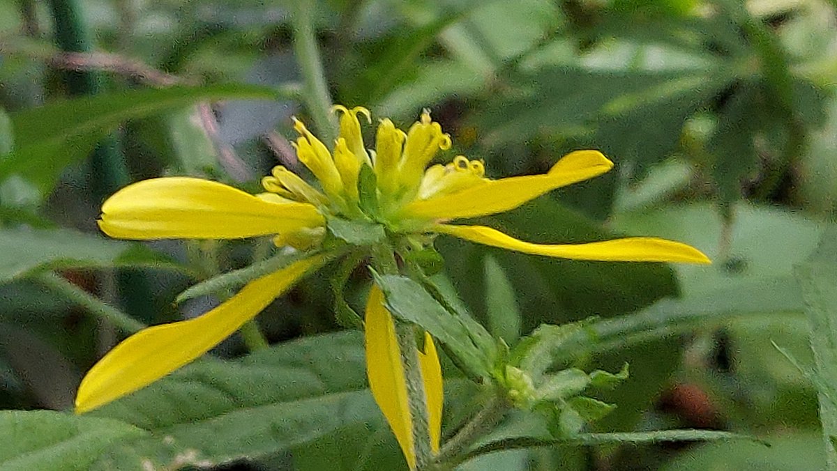 yzbekO's tweet photo. 🌼 ハチミツソウ 🌼
ちょっと変わった花 ♪
黄色の頭状花序で ♪♪
花びらが目立つ♪♪♪
・
こぼれ種で ♪
よく増える ♪♪
蜜蜂よ来い ♪♪♪
・
#花 #flower
#ハチミツソウ
#蜂蜜草
#VerbesinaAlternifolia
#キク科ハチミツソウ属
#Wingstem
#養蜂の蜜源植物
#flowerphoto
#macrophoto https://t.co/uPRKDdQSO3