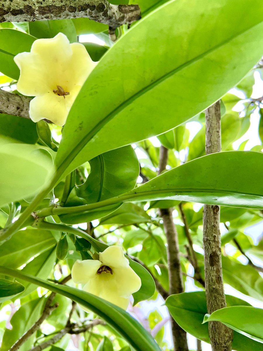 Gm✨Gn #NFTCommunity 
wish you have a great weekend 🌼🌼🌼