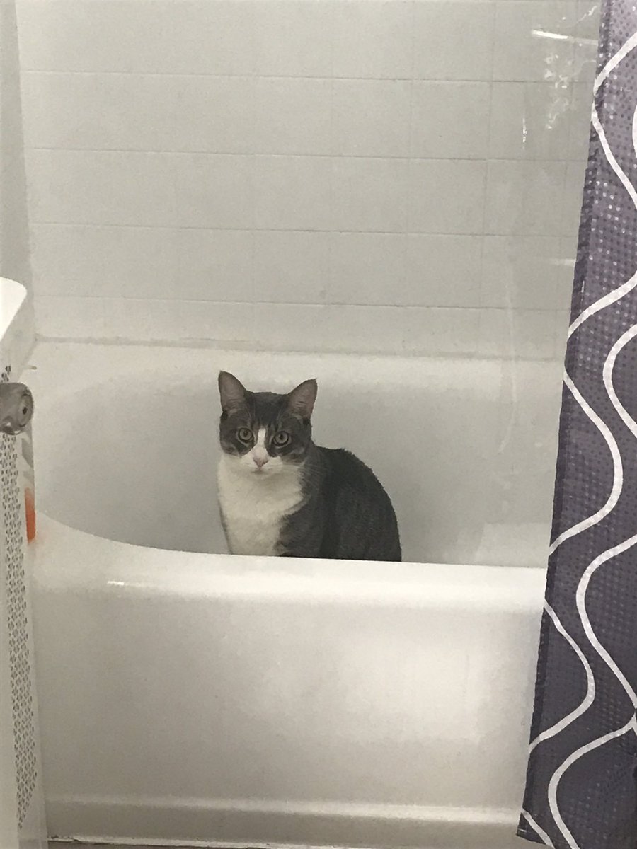 peanut_pinot's tweet photo. Hiding from the hoomans who have Covids #CatsOfTwitter #catsofquarantine https://t.co/3biwthYC9j