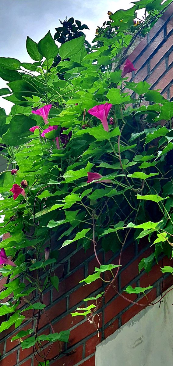 스치고 지나가는
그 한나절이
너의 인생이구나

아침에 눈인사 하고
돌사 오는 길에 보니
너는 이미 시들었구나

나팔꽃 짧은인생아!