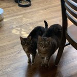 Photo by MPWs Chonky Cats (@MPWsFurballs)
