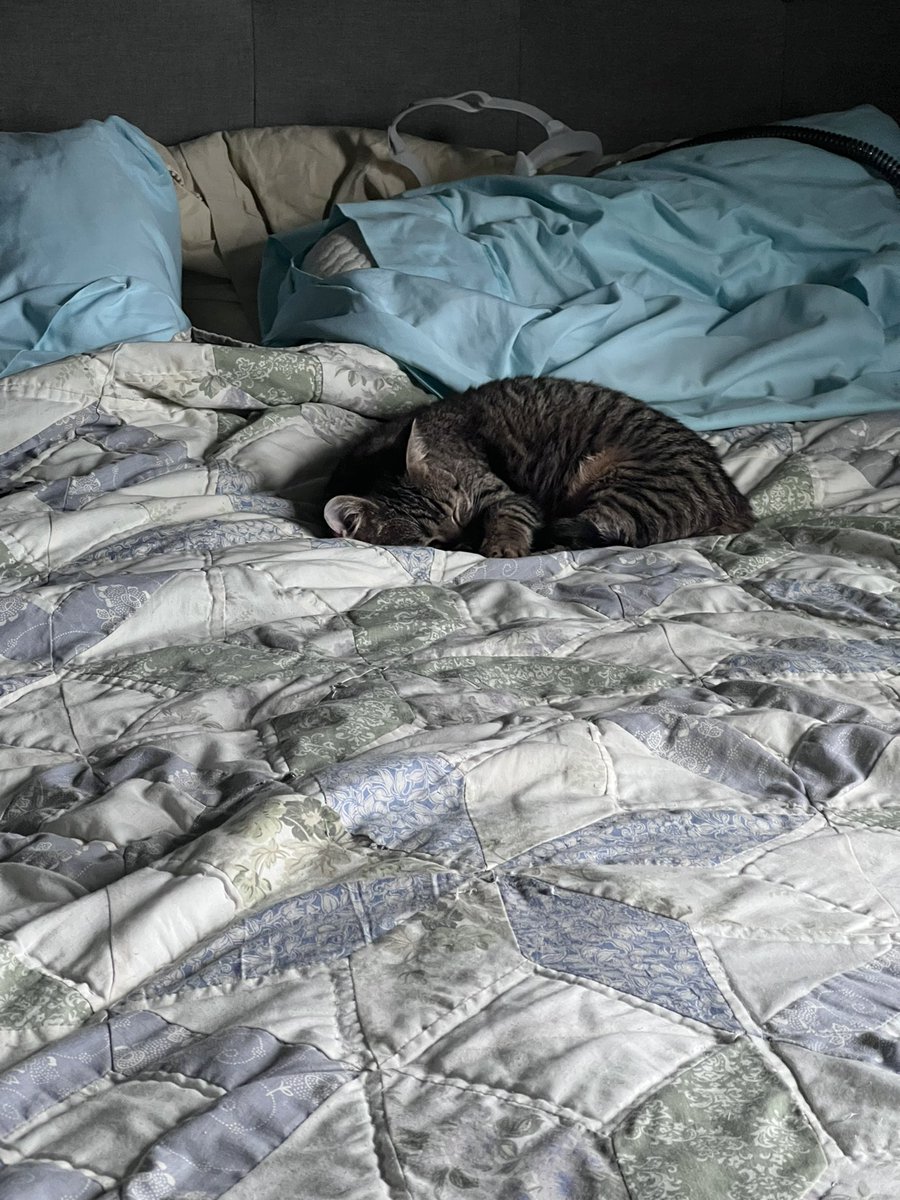 jackandpbug's tweet photo. my favorite place to sleep is my mommy’s side of the bed 😇 https://t.co/DfuzRZuN1P