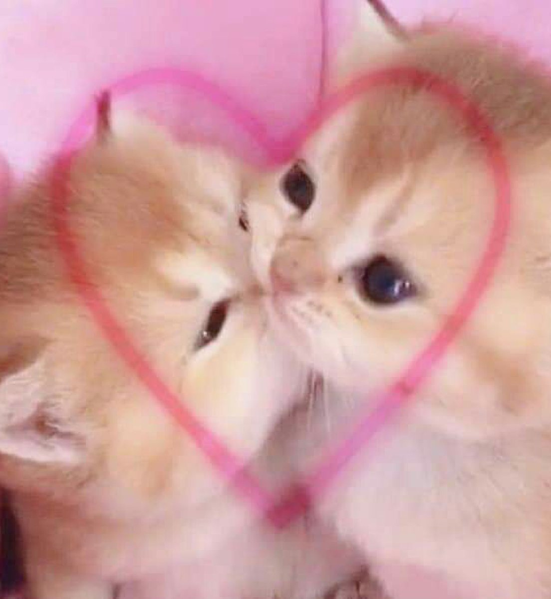 kapebeansies's tweet image. 