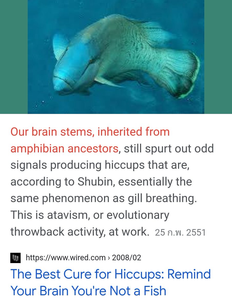 ??? Basically we hiccups because sometimes our brain still think we're fish???