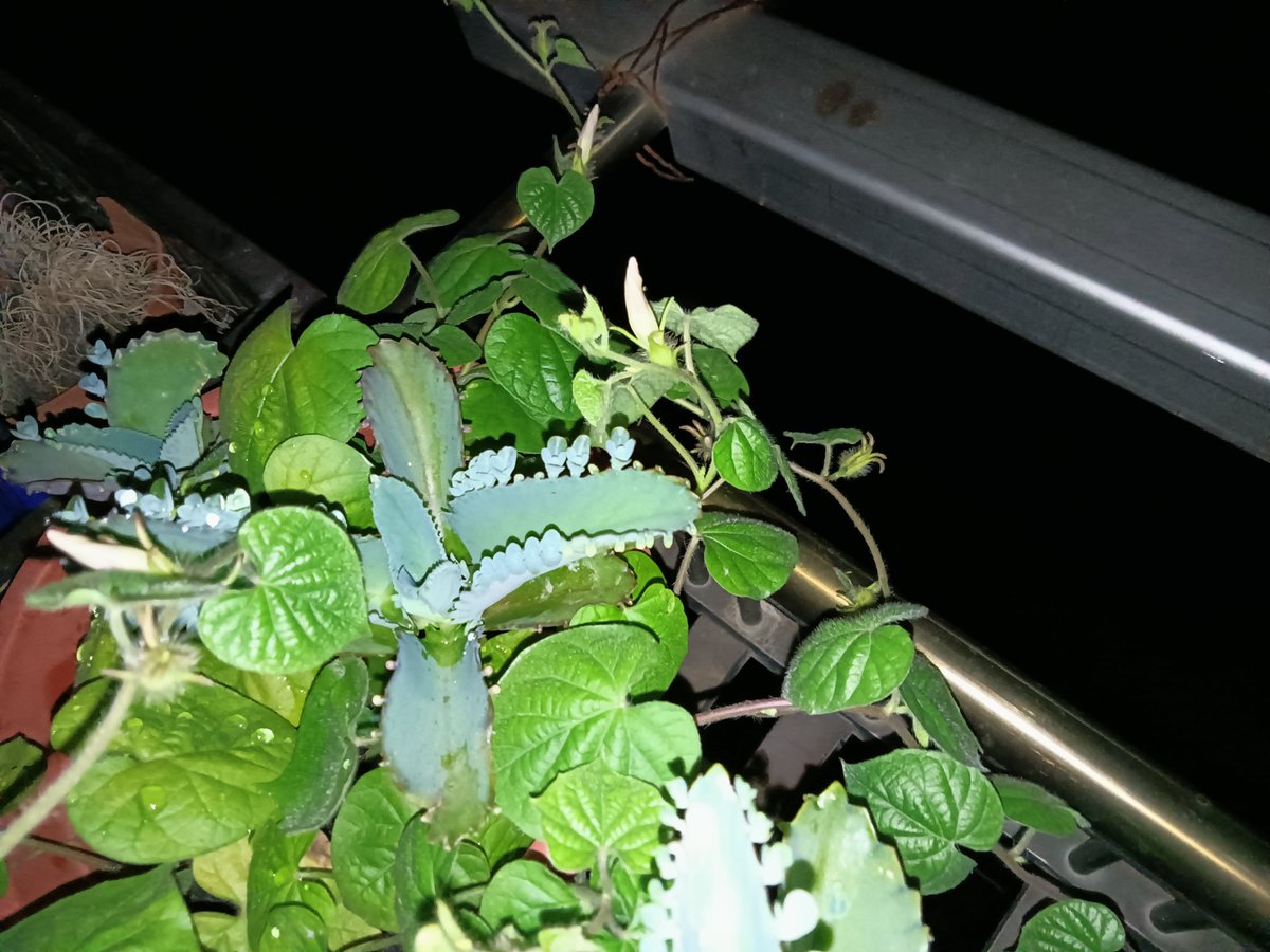 林夜银 (@linyeyin1) on Twitter photo 