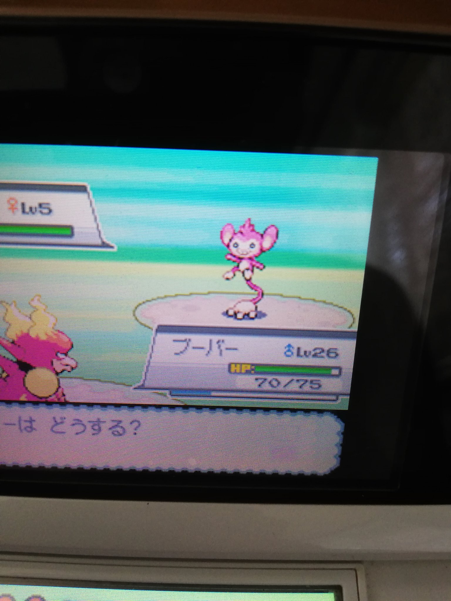 イナダンゴ Hgss色旅 Ssずつき厳選色エイパムが3300回位で出ました あとの狙いはヘラクロスのみ T Co Dpmkrsmu5k Twitter