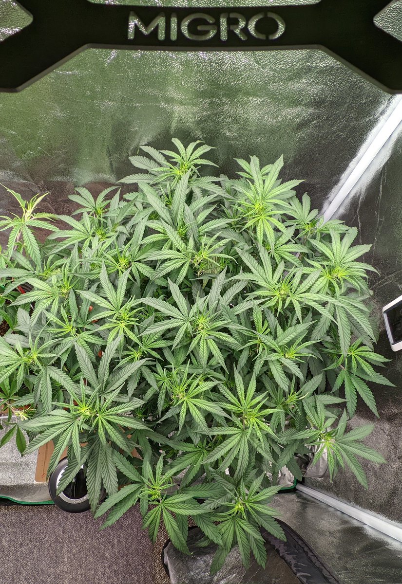 TempleGrower's tweet photo. A proper #MonsterCrop. Probably my favourite way to train a plant (sorry #mainlining). Not really 'training' per se, unless you count the secondary bending of the limbs, but the results are most excellent. The original Burning Bush! 😎🌱
#GrowYourOwn #Cannabis #CBDCharlottesAngel https://t.co/k5bct2LiY4