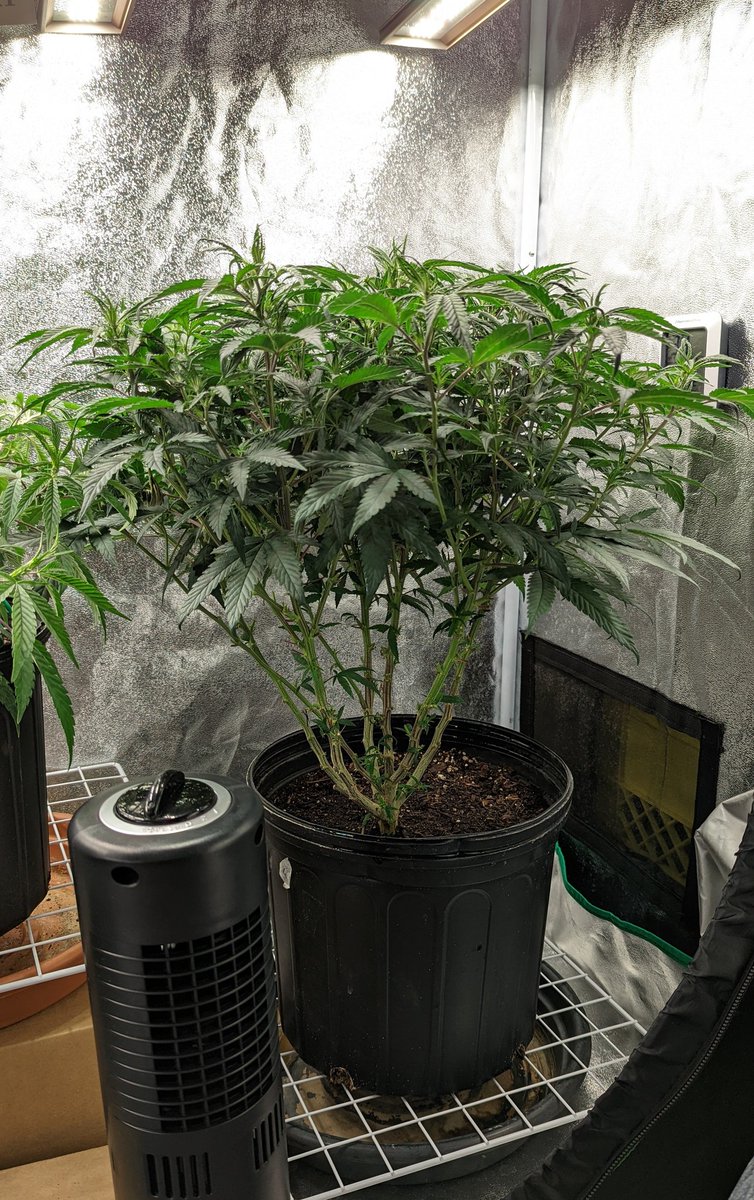 TempleGrower's tweet photo. A proper #MonsterCrop. Probably my favourite way to train a plant (sorry #mainlining). Not really 'training' per se, unless you count the secondary bending of the limbs, but the results are most excellent. The original Burning Bush! 😎🌱
#GrowYourOwn #Cannabis #CBDCharlottesAngel https://t.co/k5bct2LiY4