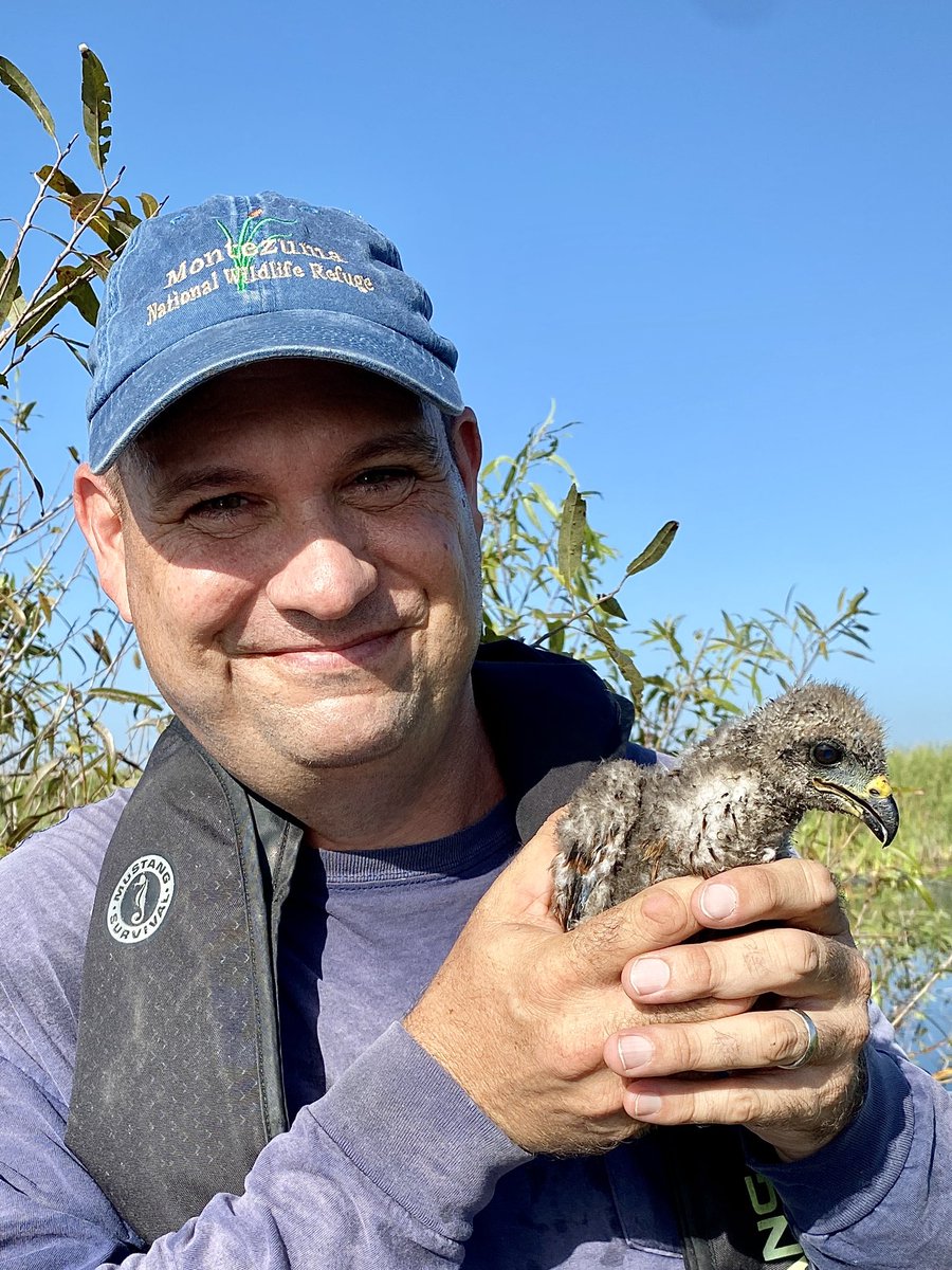 Got to go out with the <a href="/ilove2eatsnails/">UF Snail Kites</a> crew today onto a property that has kites nesting within it. Always a good day. Chicks that are old enough are measured, weighed, banded, and then placed back on their nests. Will post some photos soon.