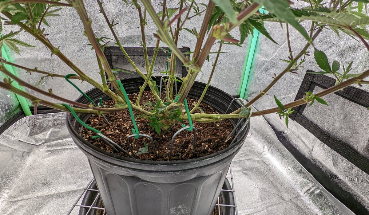 researchmrx's tweet photo. RT @TempleGrower: Another #MonsterCrop..red stemmed Forbidden Dream from @humboldtseeds. She stretches wall to wall in the 3x3, not quite the whole footprint but pretty close! Shoulda had it in at least a 5 gal but oh well! 🙃🌱
#GrowYourOwn #Cannabis … https://t.co/ANrBv3mRai