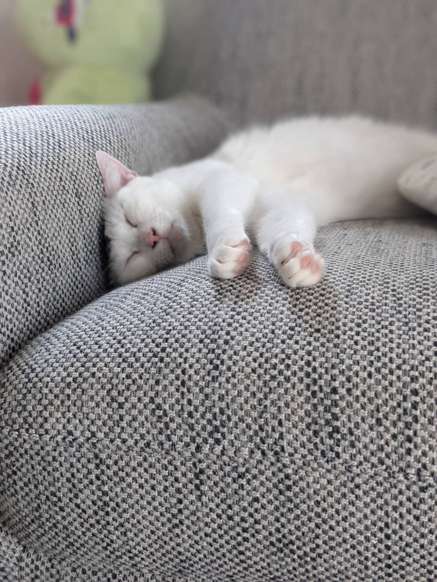 ソファの端に天使、、、！

#猫のいる暮らし