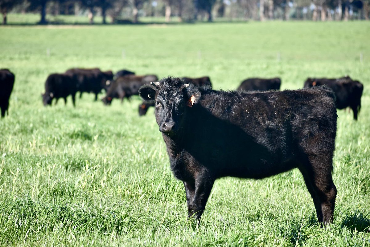 Giving these young Fullblood Wagyu heifers the best chance to grow and produce strong &amp; healthy calves
