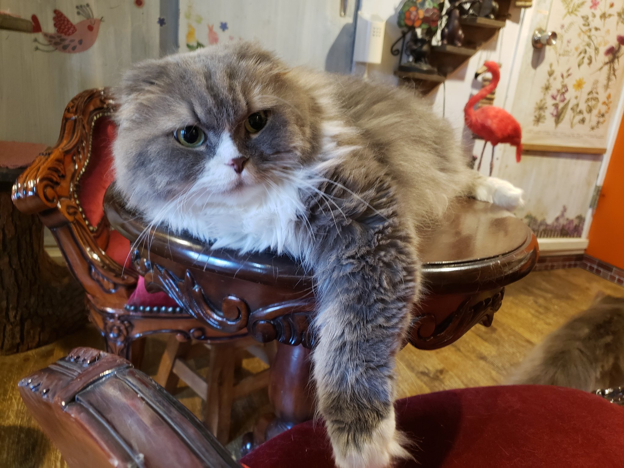 猫カフェ猫音 V Twitter 本日猫音にお越し下さり猫を構って下さり本当に本当にありがとうございます 嬉しいです 猫達の日常を生活を命を守るご協力をしてくださりありがとうございます 猫カフェ猫音 T Co Ef5qrfxlph 大阪珈琲専門店猫カフェ猫音