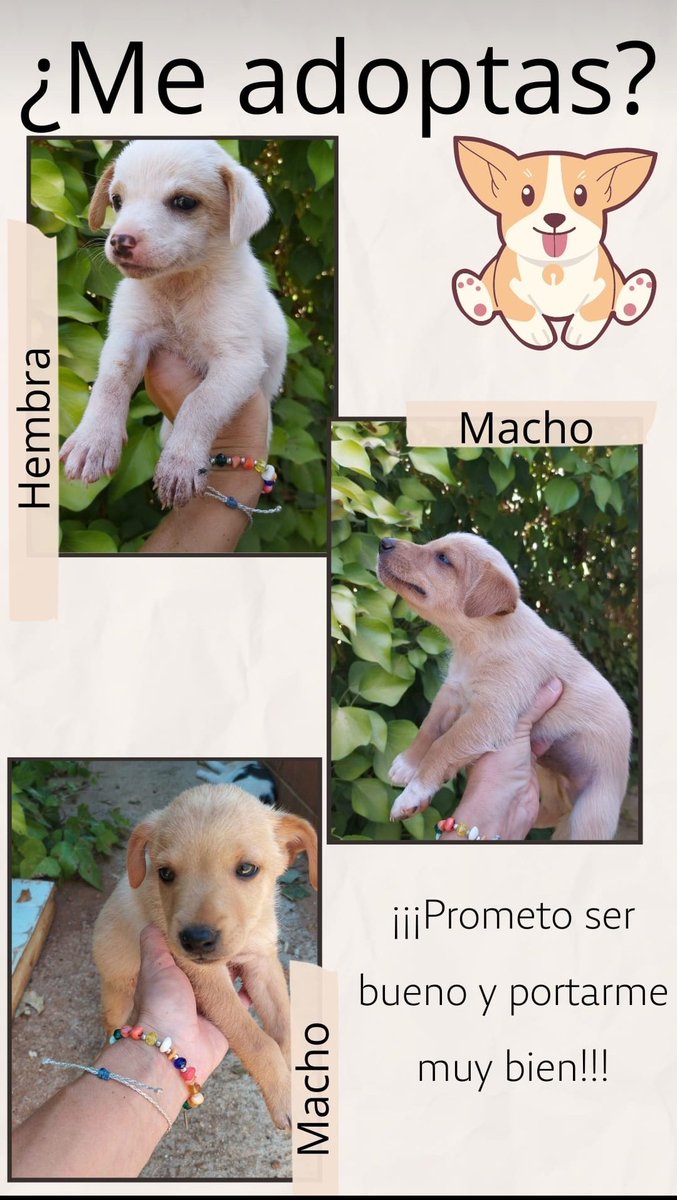 Se regalan estos cachorritos!! Si alguien quiere uno que me hable por md. Se agradece difusión. Gracias!! 🐶🐶
