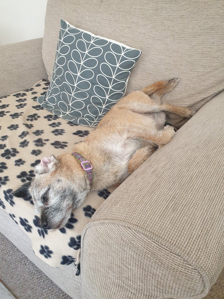 borderpup's tweet photo. Morning all! It's #SofaSaturday #BTPosse https://t.co/UlPZoqo4wh