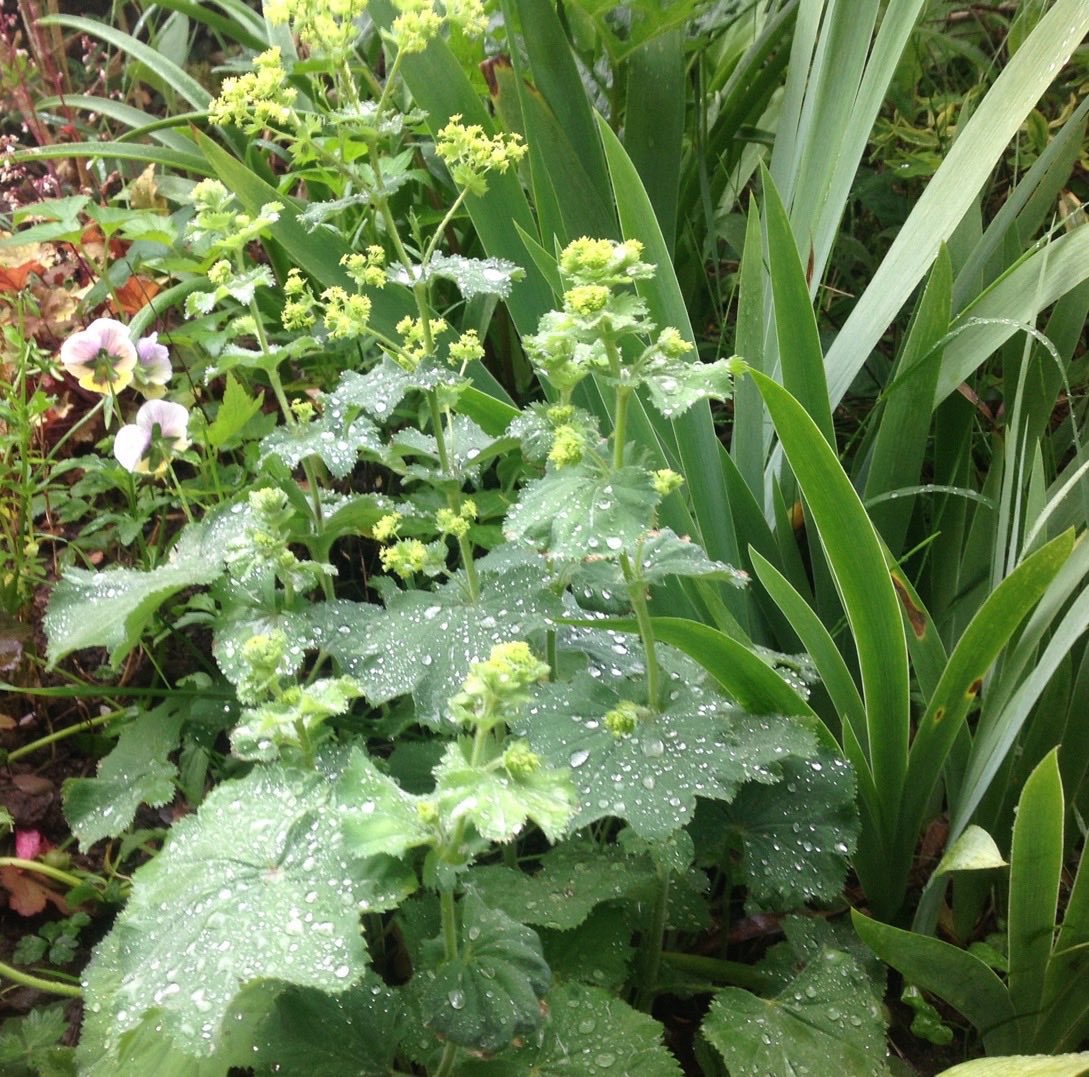 jobutlerthomas's tweet photo. @SarahWoods66 Grass is green here ( NE Wales ) , Sarah .. However , https://t.co/AT9pCxfwCD had more of a share of sunshine and rain .. recently . #regionalvariation https://t.co/PDimBuAH2n