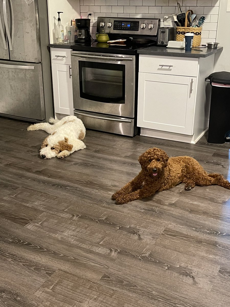 Morgannn93_'s tweet photo. And traveling with my dogs is a lot lol 🥹😅🤪but they’re so good 🥰 https://t.co/DriekARyO2
