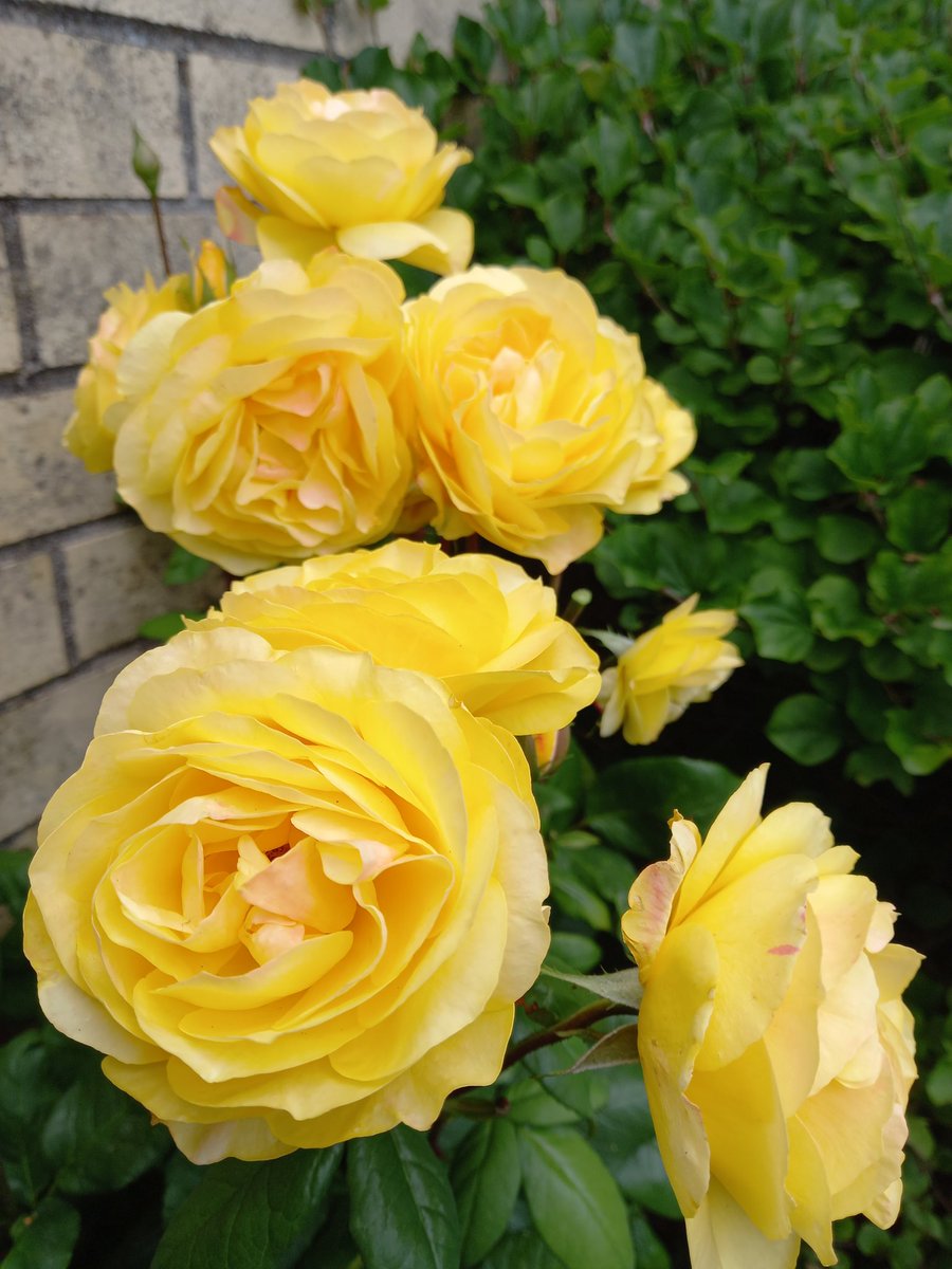 The Tao Of Gardening tweet media