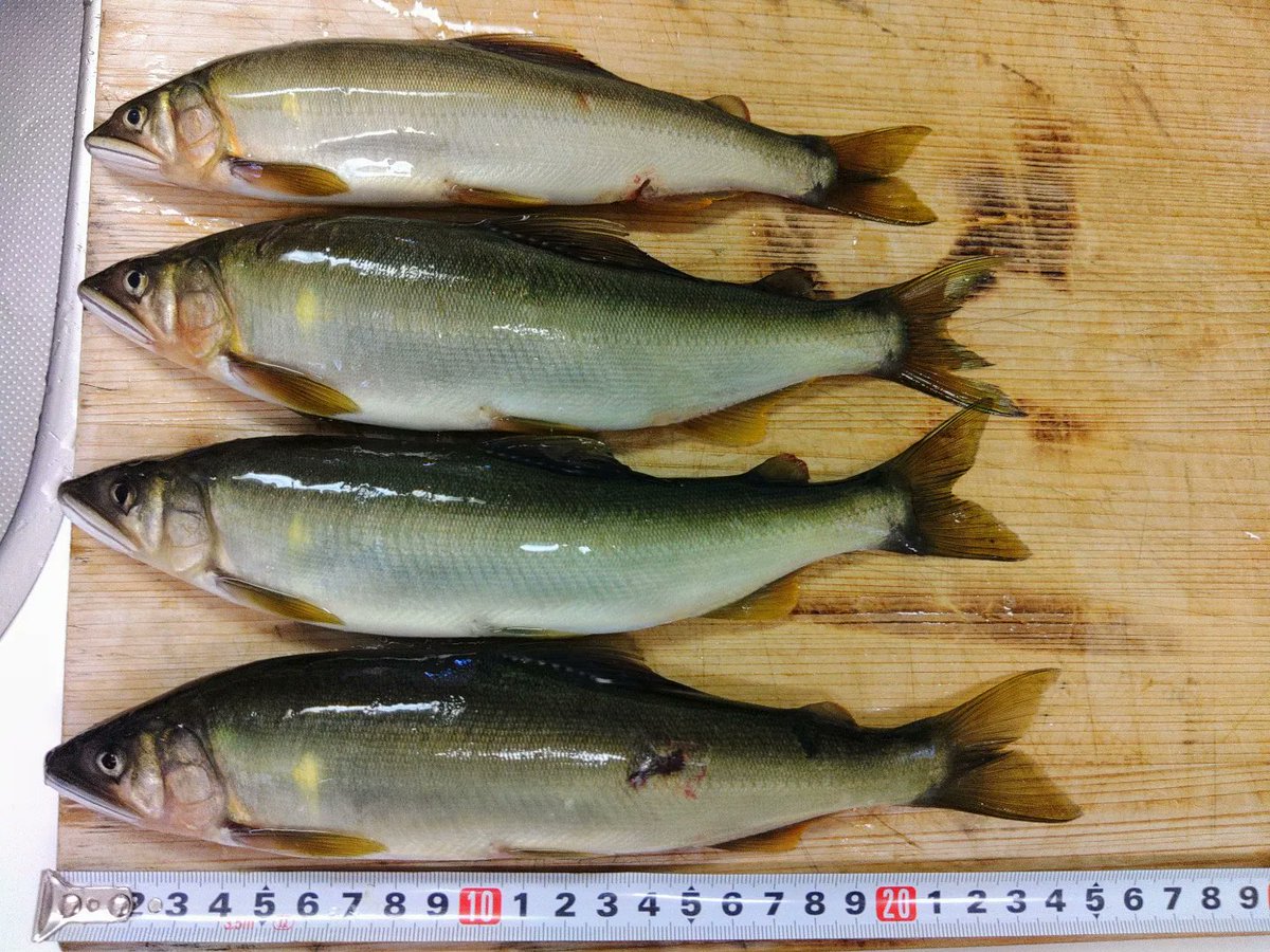 okunocchi802's tweet photo. ７月の釣果メモ②
川にも行ってました。カンカン照りの下、気持ちいい～
#鮎
#友釣り
#日高川 https://t.co/geUznhXR5v