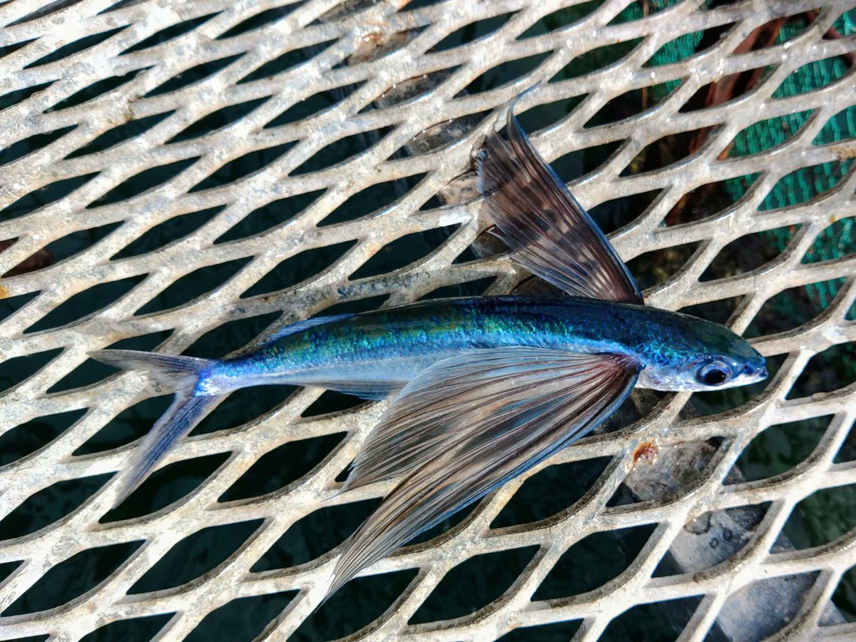 okunocchi802's tweet photo. ７月の釣果メモ。大きいマダイは養魚場の外側夜釣りで‼️泳いでるの見えてました、60オーバー3キロくらい。内側でもヒレピンの天然マダイの良型一本取れました。 https://t.co/FsBGzPK0RI