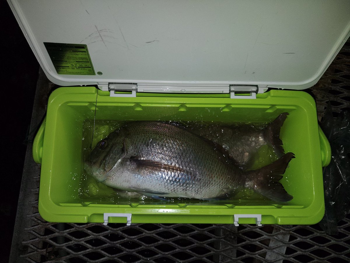 okunocchi802's tweet photo. ７月の釣果メモ。大きいマダイは養魚場の外側夜釣りで‼️泳いでるの見えてました、60オーバー3キロくらい。内側でもヒレピンの天然マダイの良型一本取れました。 https://t.co/FsBGzPK0RI