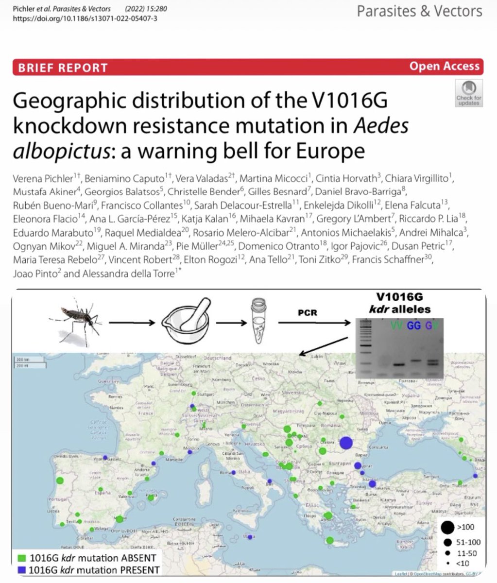 rubueno10's tweet image. 📢 Last paper out‼️
🔔⚠️ A warning bell for #Europe: genotyping #pyrethroid resistance-associated kdr mutations in #AedesAlbopictus
👉🏻 Many countries involved! 🇮🇹🇫🇷🇩🇪🇭🇷🇷🇴🇹🇷🇵🇹🇬🇷🇸🇮🇧🇦🇨🇭🇪🇸 
📄 parasitesandvectors.biomedcentral.com/articles/10.11…