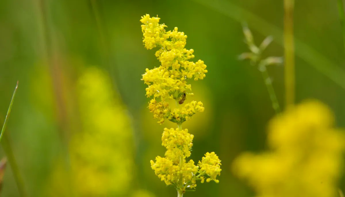 Farm Wilder tweet media