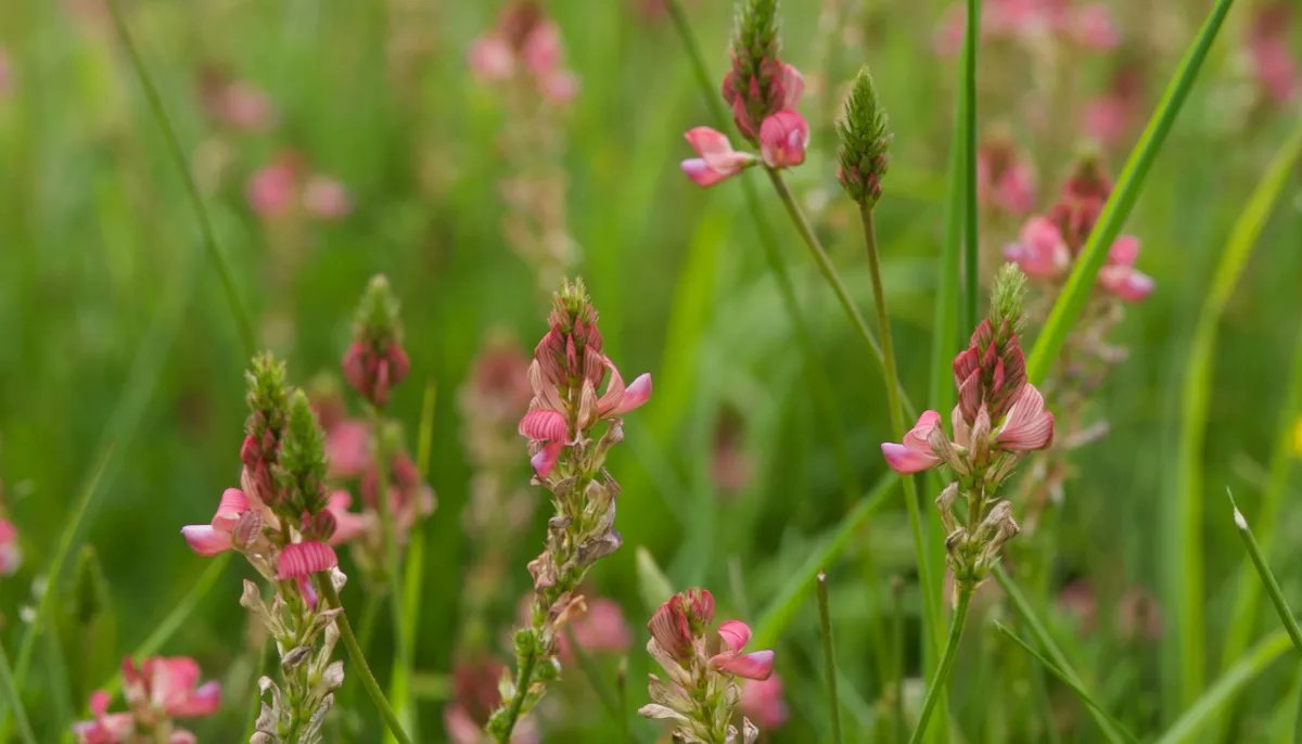 Farm Wilder tweet media