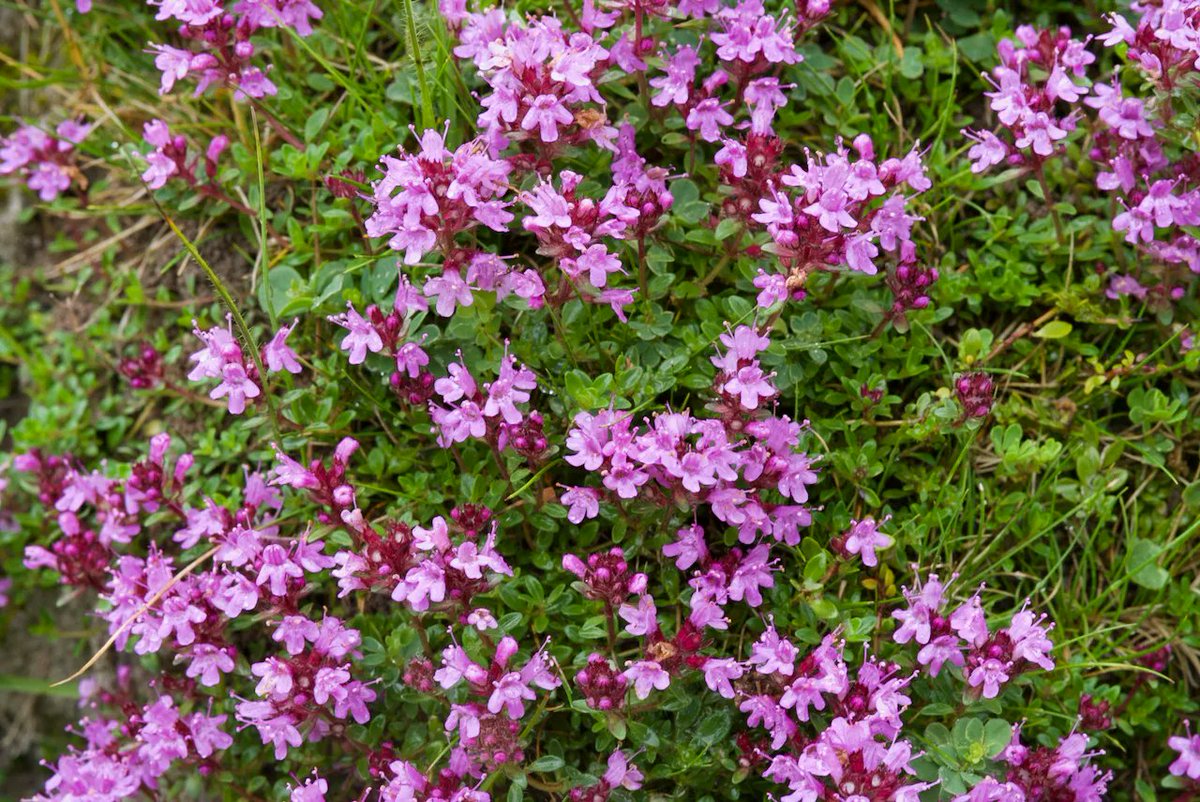 Farm Wilder tweet media