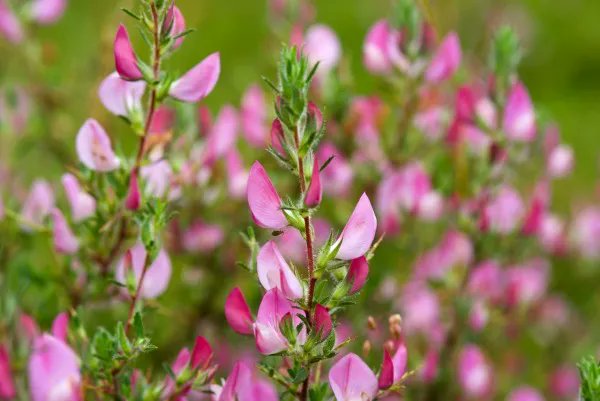 Farm Wilder tweet media