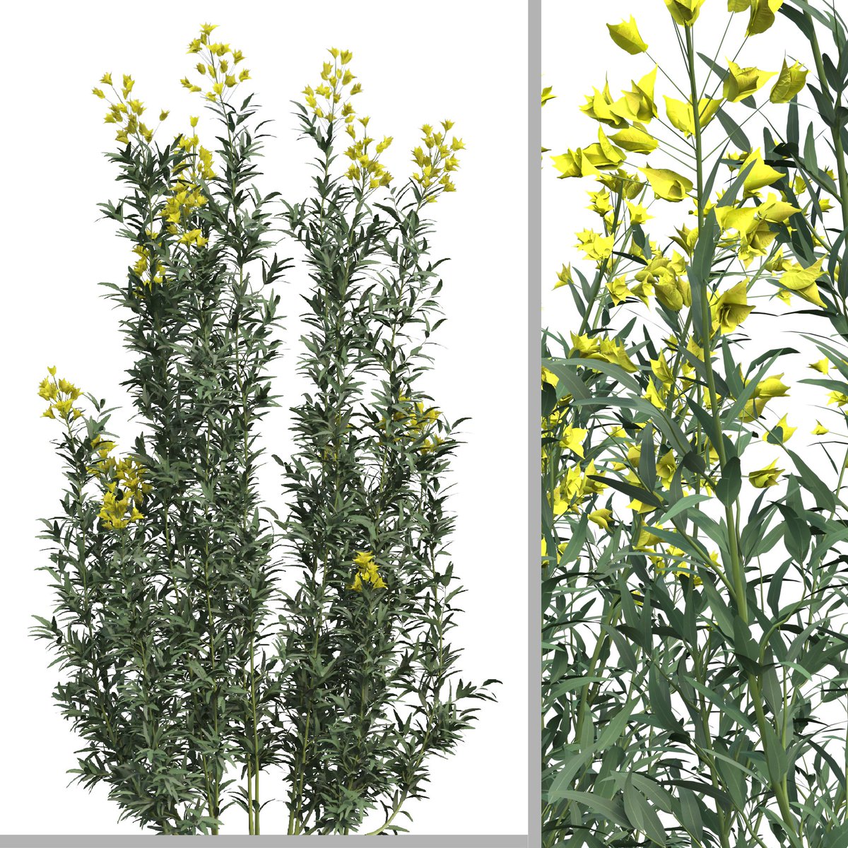 moonikoffice's tweet photo. Set of Euphorbia palustris Plant (Marsh spurge) (5 Plants) ( 3Ds MAX - Blender - Cinema4D - FBX - OBJ )
Euphorbia palustris has bright green leaves, from which masses of bright green flowers appear in summer. 
Polygons (Total number of scene): 1,765,833
https://t.co/M3vUT7SG3j https://t.co/Dtk8j3SVNN